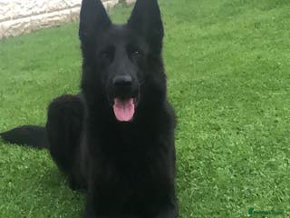 German Shepherd dogs German shepherd puppies READY NOW - Advert 14