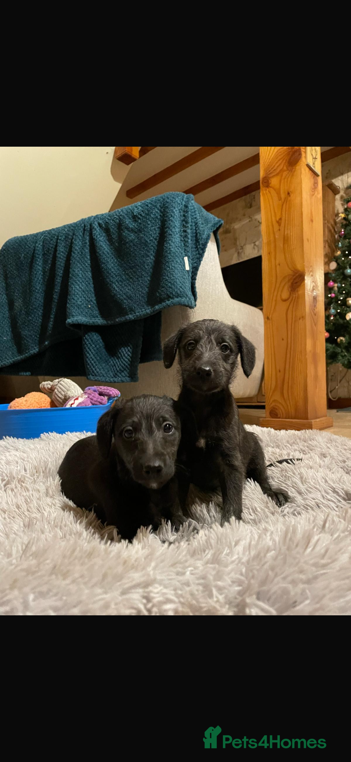 Mixed Breed dogs F1 Whippet x Bedlington terrier - 2 BOYS LEFT - Advert 14