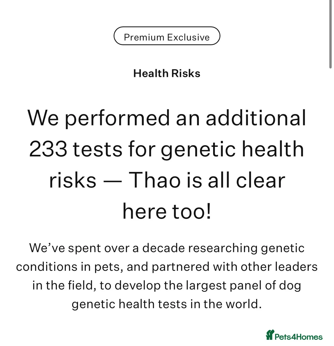 Maltese dogs for stud: 👑Exquisite KC Korean Maltese Stud DNA Clear👑 - Advert 18