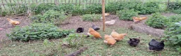Chickens poultry for sale: Mixed point of lay chickens  - Advert 4