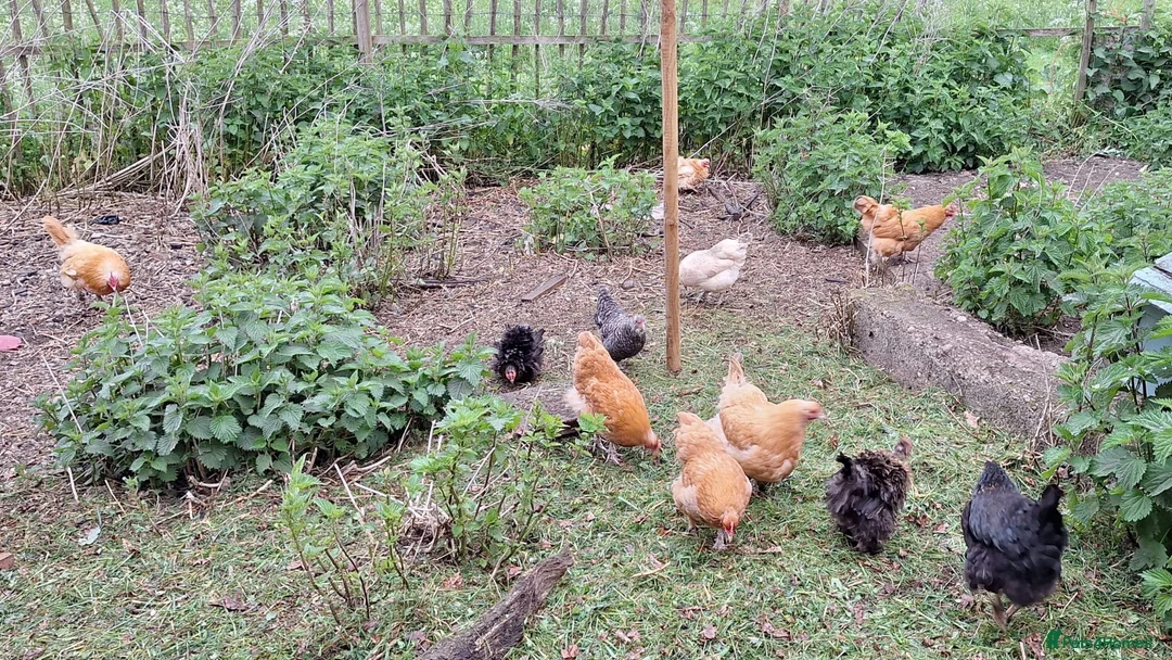 Chickens poultry for sale: Mixed point of lay chickens  - Advert 4