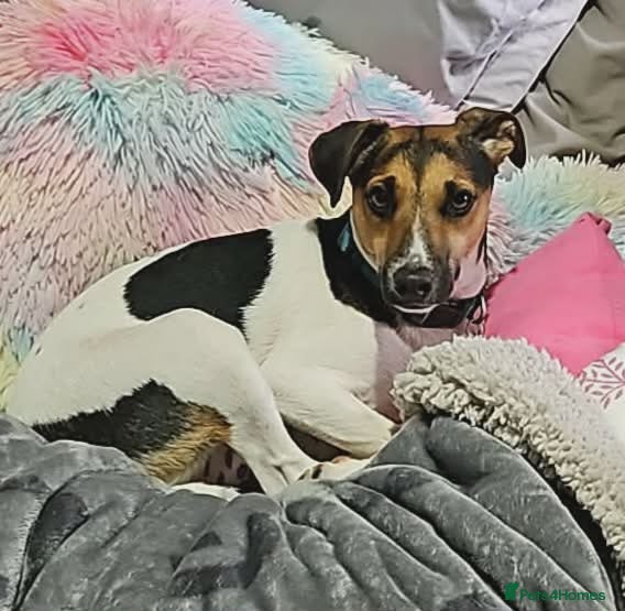 Mixed Breed dogs Beautiful Jack Russell x Terrier  - Advert 5