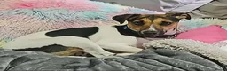 Mixed Breed dogs for sale: Beautiful Jack Russell x Terrier  - Advert 1