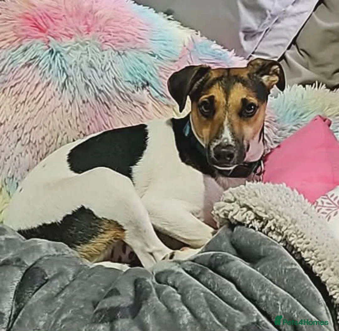 Mixed Breed dogs for sale: Beautiful Jack Russell x Terrier  - Advert 1