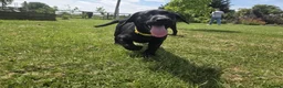 Labrador Retriever dogs for sale: LABRADOR RETRIEVER–HEALTH TESTED, FULLY VACCINATED - Advert 31