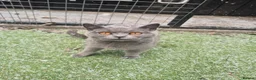 British Shorthair cats for sale: Beautiful British Blue Shorthair - Advert 6