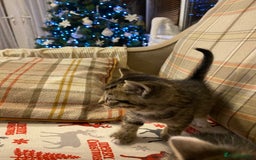 Mixed Breed cats for sale: Male tabby and Calico female  - Advert 21