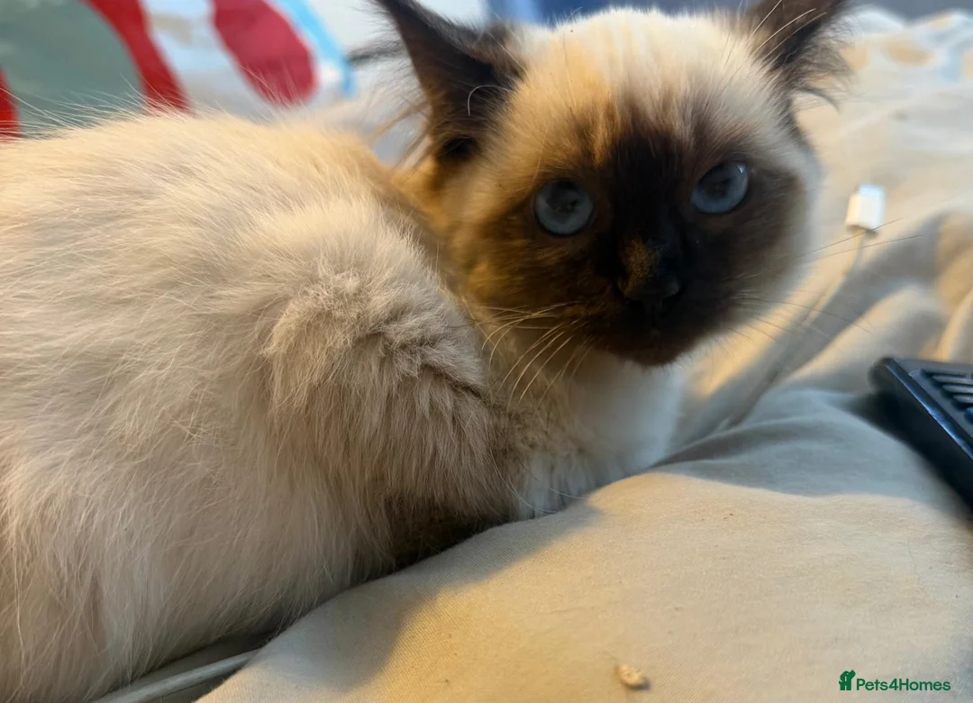 Ragdoll cats for sale: Ragdoll kittens toilet trained flead and wormed  - Advert 13