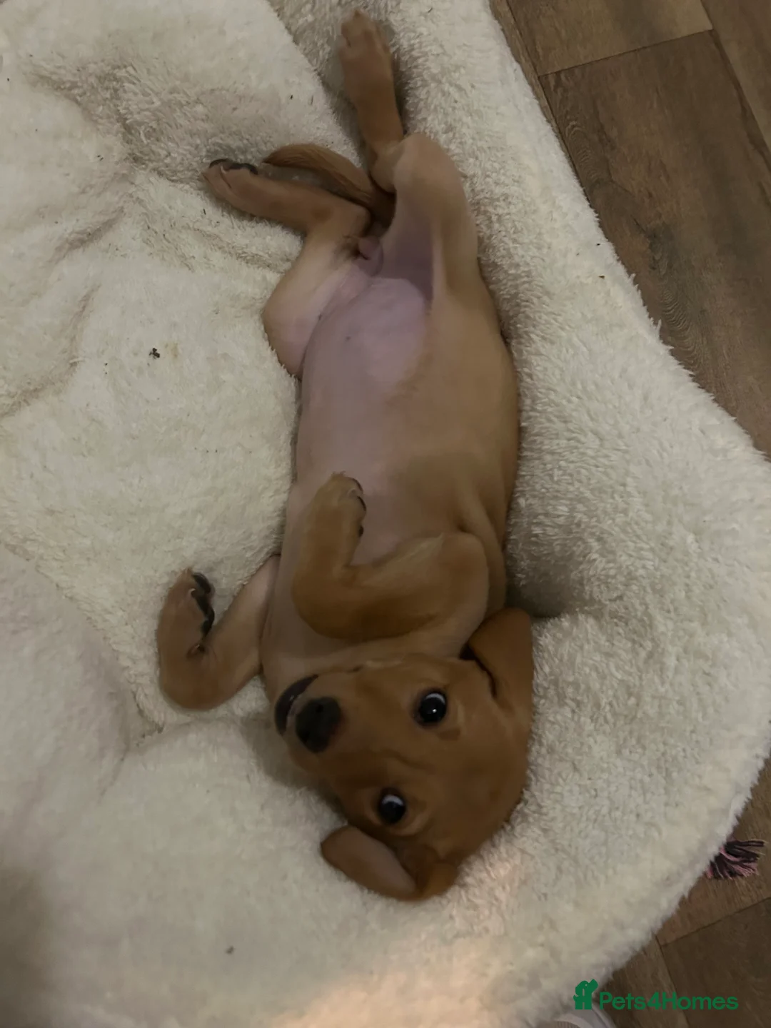 Labrador Retriever dogs for sale: Maple - A puppy full of love to give - Advert 2