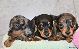 Miniature Dachshund dogs for sale: ✨ Adorabla Mini Kc PRA clear ready now  ✨✨ - Image 23