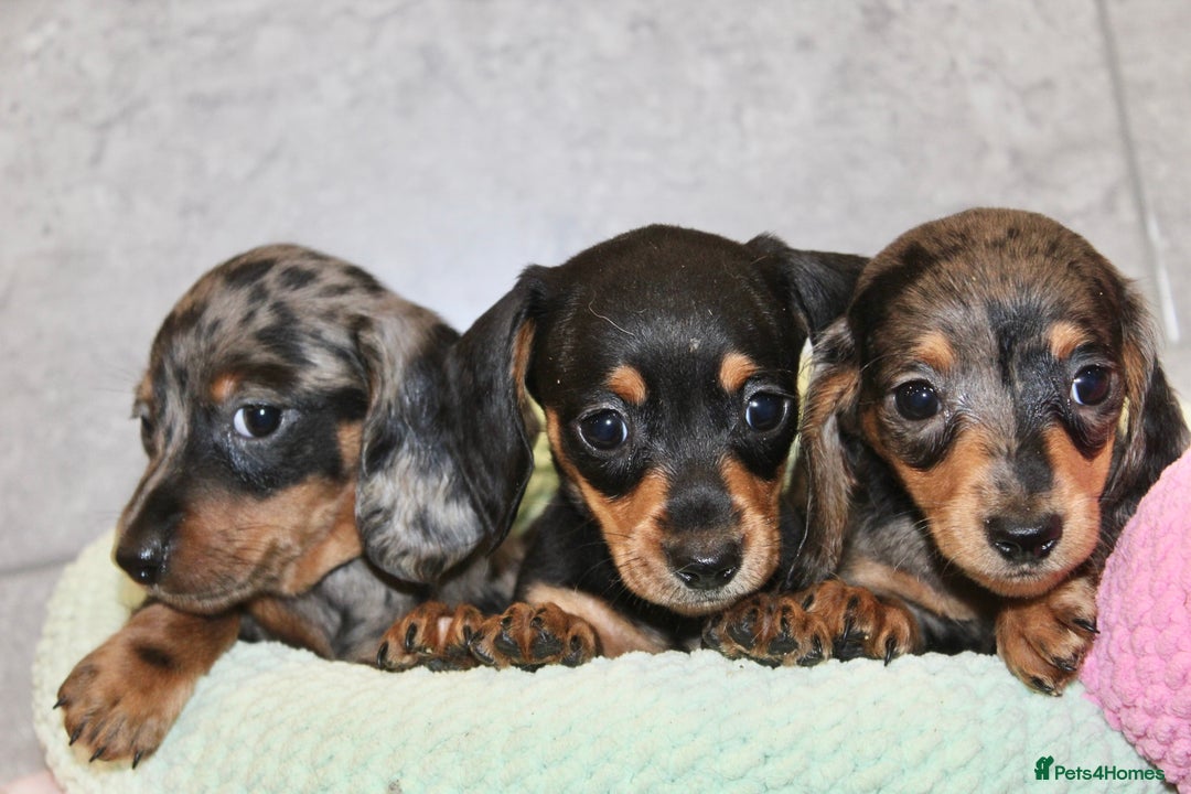 Miniature Dachshund dogs for sale: ✨ Adorabla Mini Kc PRA clear ready now  ✨✨ - Image 23