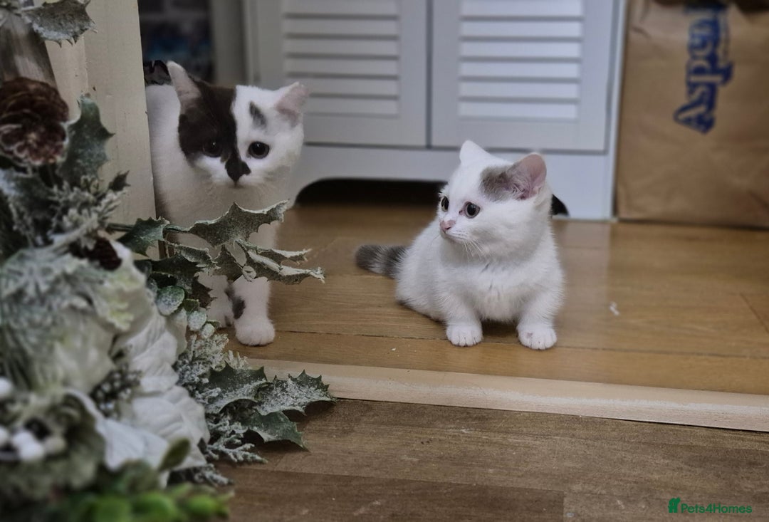Munchkin cats for sale: Short legs boy £900 only until August 9th  - Image 17