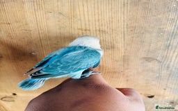 Lovebirds birds for sale: Handreared mutation lovebirds for sale  - Image 10
