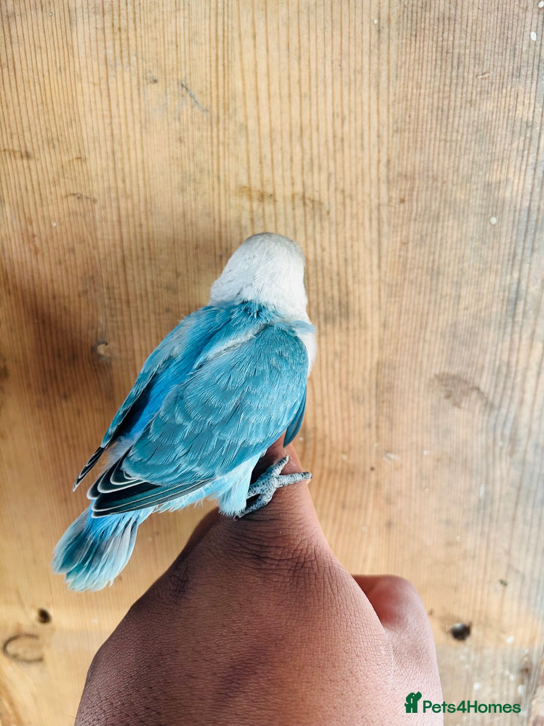 Lovebirds birds for sale: Handreared mutation lovebirds for sale  - Image 10