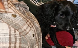 Sprocker dogs for sale: Sprocker puppy last 1 vaccinated and microchipped  - Image 2