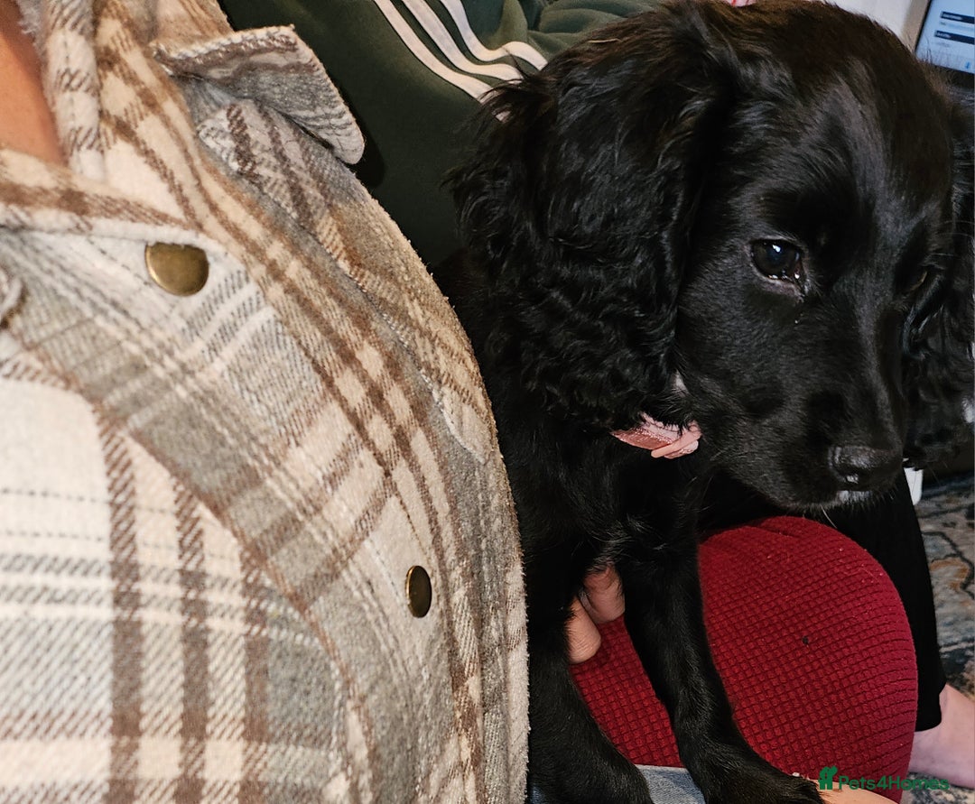 Sprocker dogs for sale: Sprocker puppy last 1 vaccinated and microchipped  - Image 2