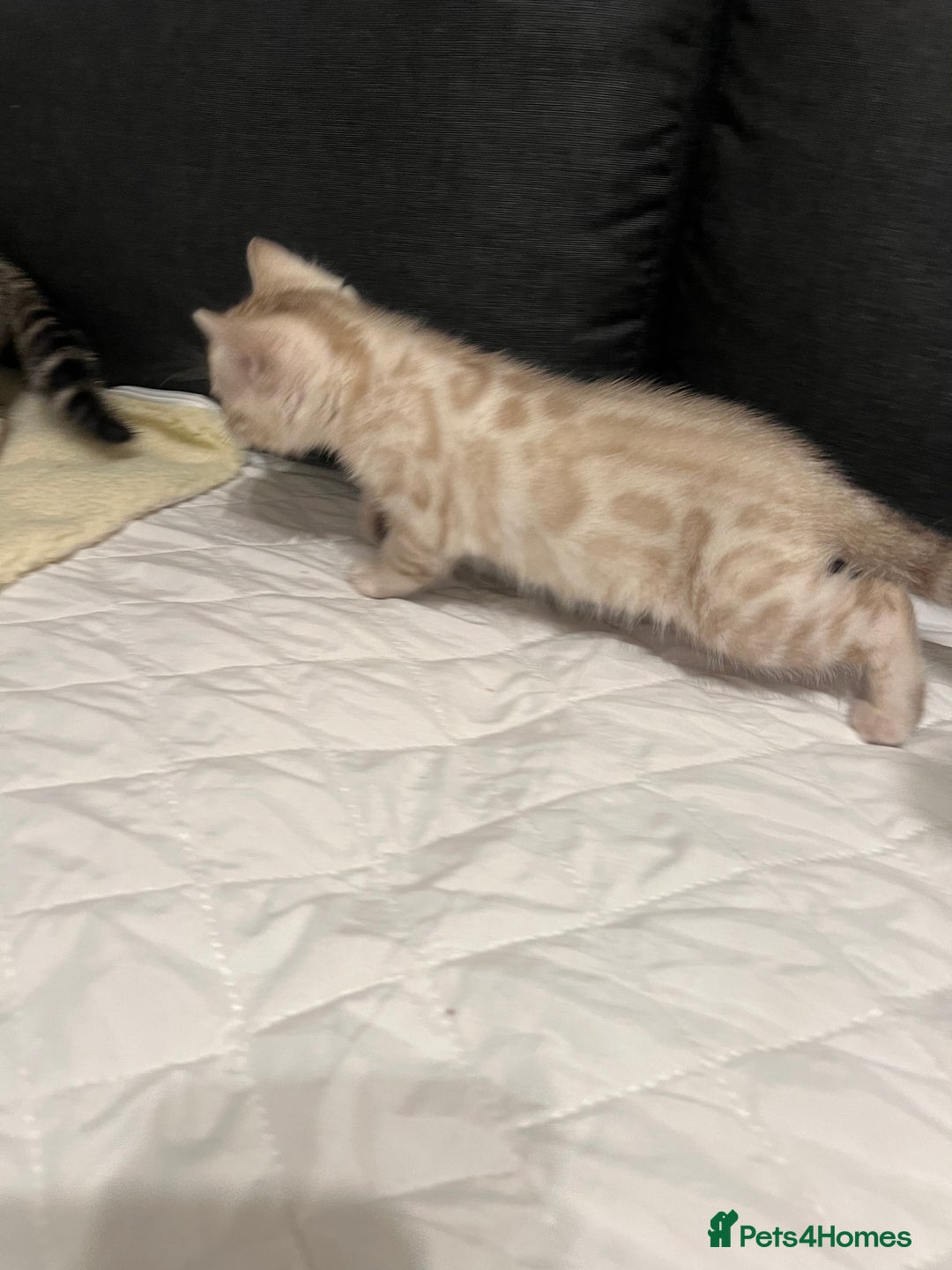 Bengal cats for sale: 🐾 TICA Registered Bengal Kittens  - Advert 18