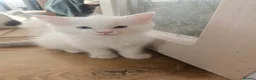 Ragdoll cats for sale: Pure Ragdolls in Pontypool - Advert 3