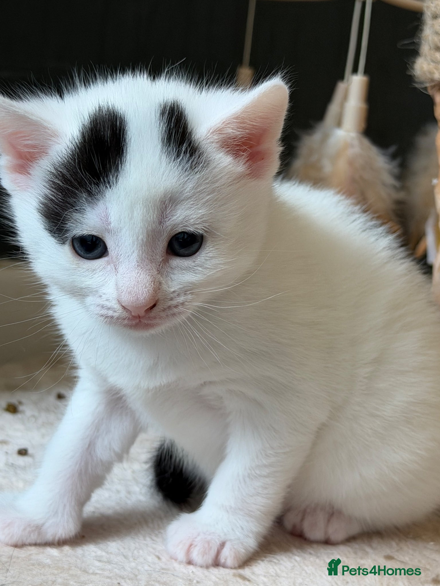 Mixed Breed cats for sale: Make and female kitten in Biggleswade - Advert 3