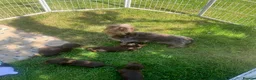 Miniature Dachshund dogs for sale: miniature wire haired dachshund - Advert 9