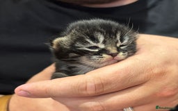 Mixed Breed cats for sale: Mixed tabby long fur - Image 6