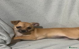 Chihuahua dogs for sale: 1 male and 1 female smooth coat Chihuahua - Image 7