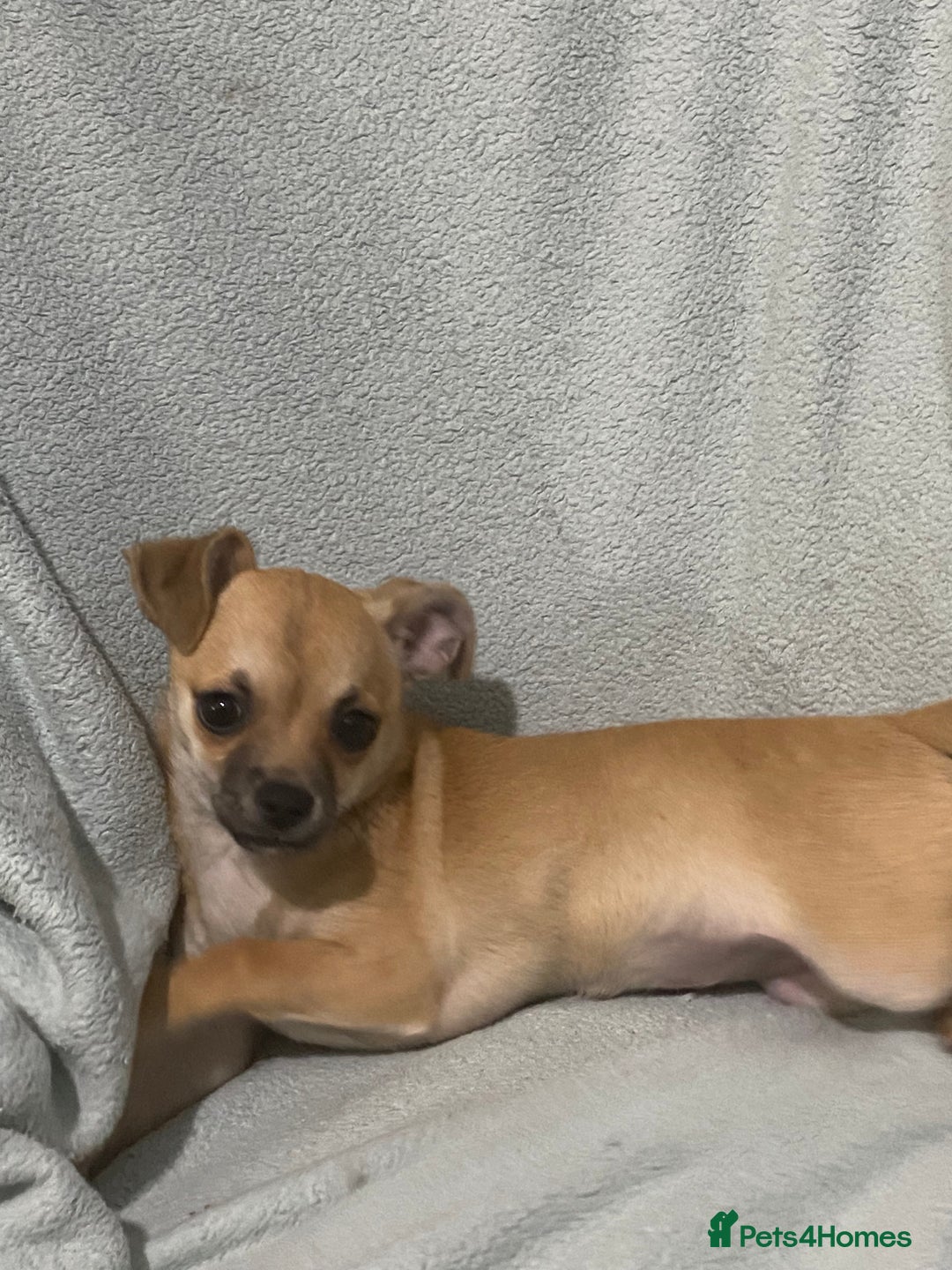 Chihuahua dogs for sale: 1 male and 1 female smooth coat Chihuahua - Image 7
