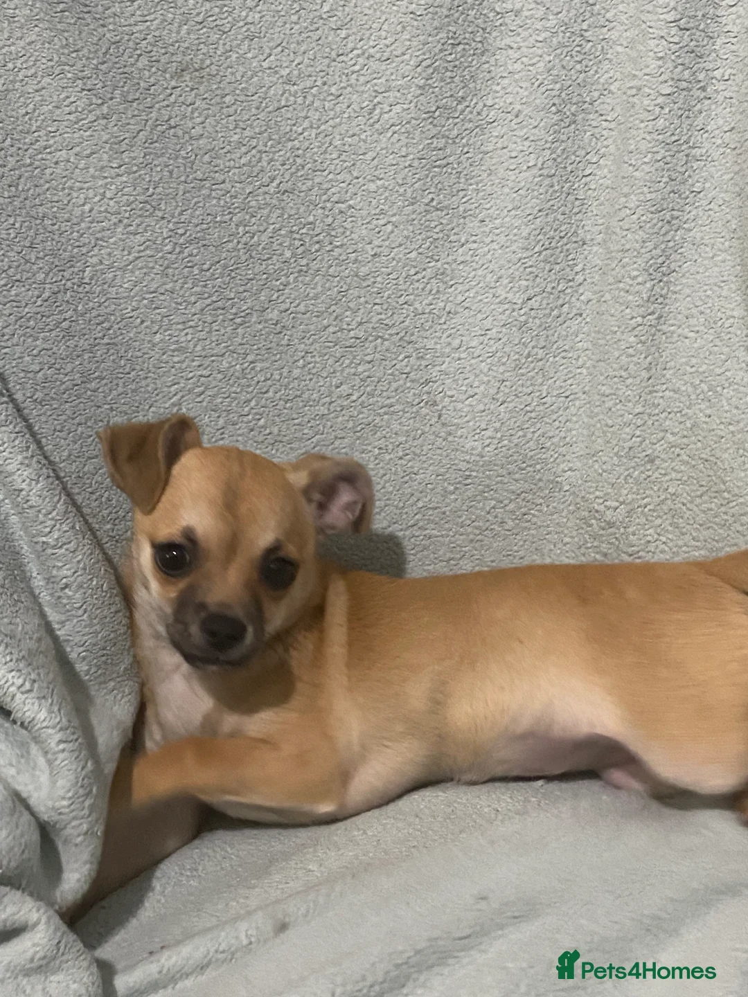 Chihuahua dogs for sale: 1 male and 1 female smooth coat Chihuahua - Advert 7
