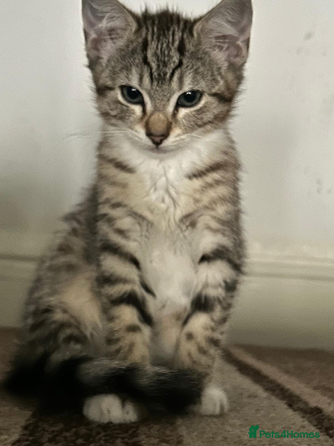 American Shorthair cats for sale: 1 Female kitten must go ASAP  - Image 2