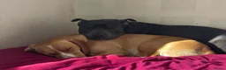Mixed Breed dogs for sale: Staffy cross Spreagle - Advert 4