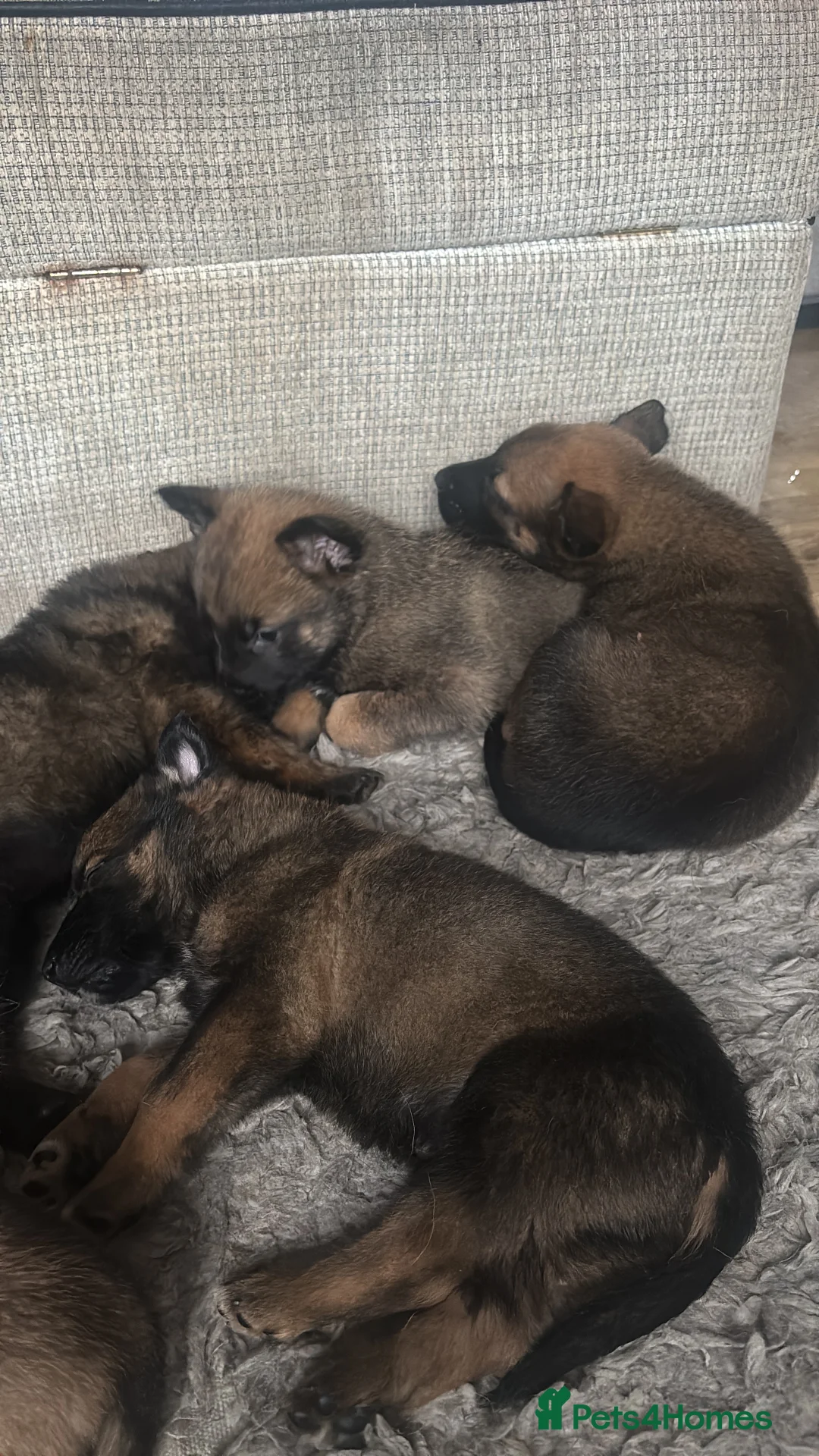 Belgian Shepherd Dog dogs for sale: Belgian shepherd pups - Advert 3