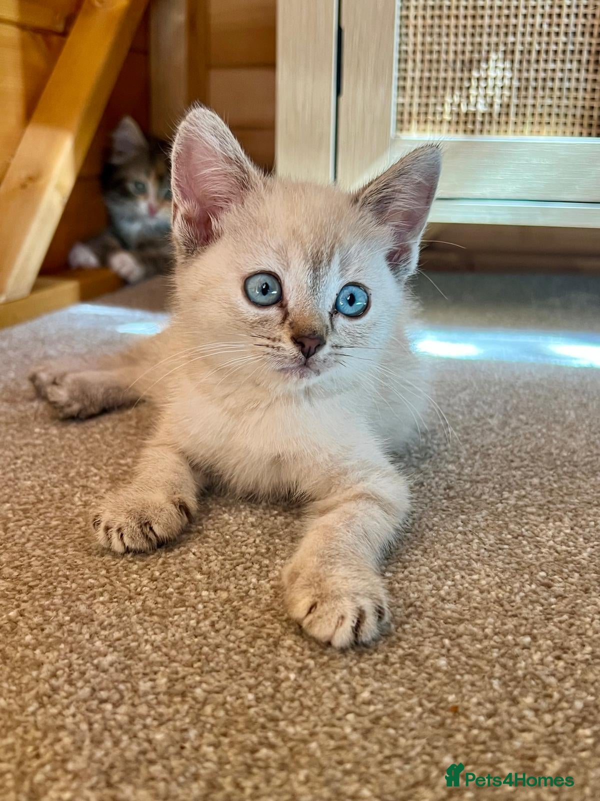 Mixed Breed cats Mixed pedigree kittens - Advert 1