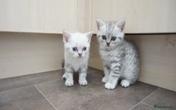 British Shorthair cats for sale: STUNNING British Shorthair Kittens Silver Tabbies - Image 1