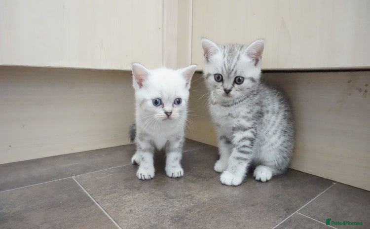 British Shorthair cats - Advert 2