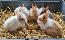 Lionhead rabbits for sale: Gorgeous Baby Lionhead Bunnies - Image 11