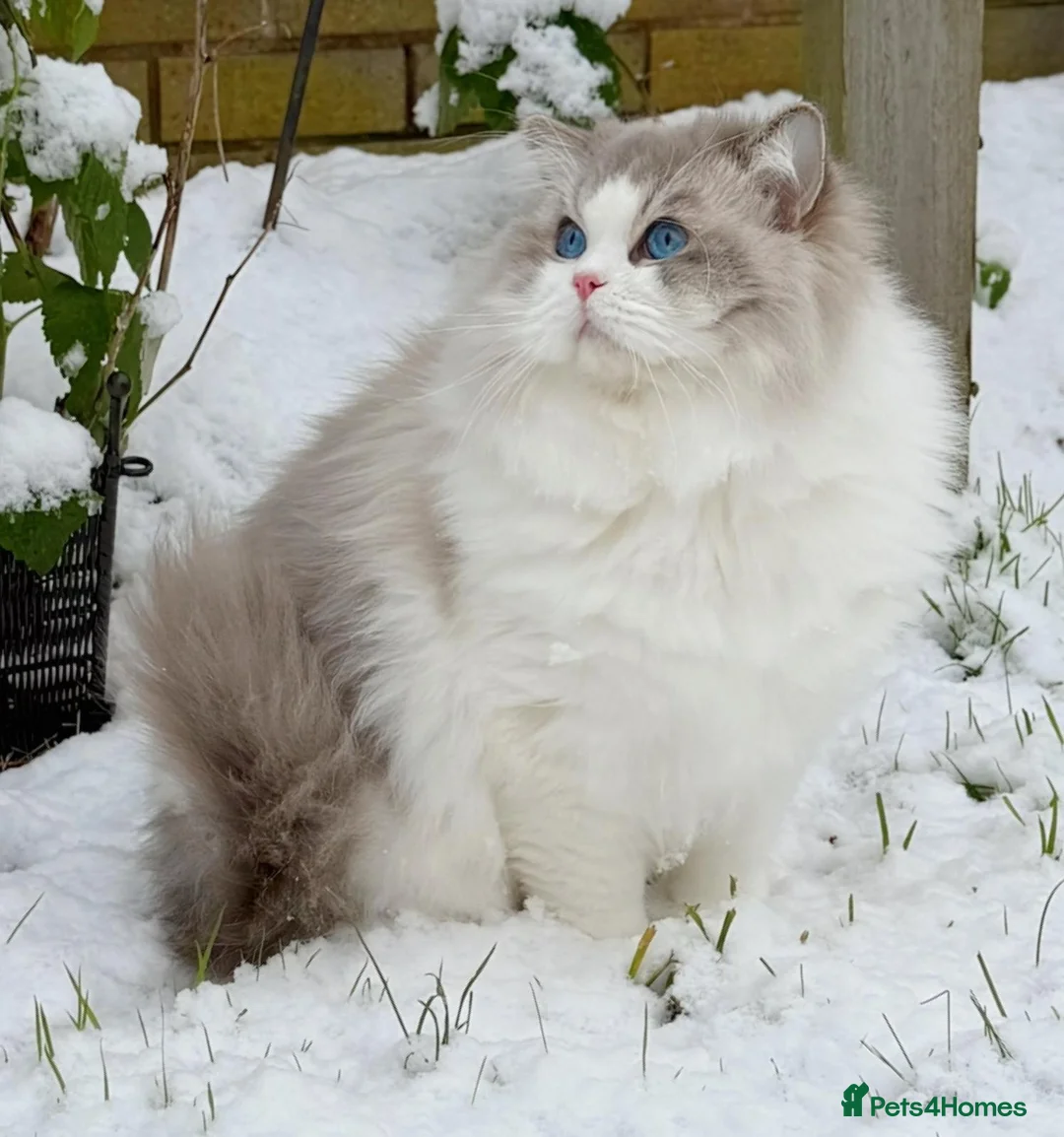 Ragdoll cats for sale: Show quality Ragdoll kittens  - Advert 5