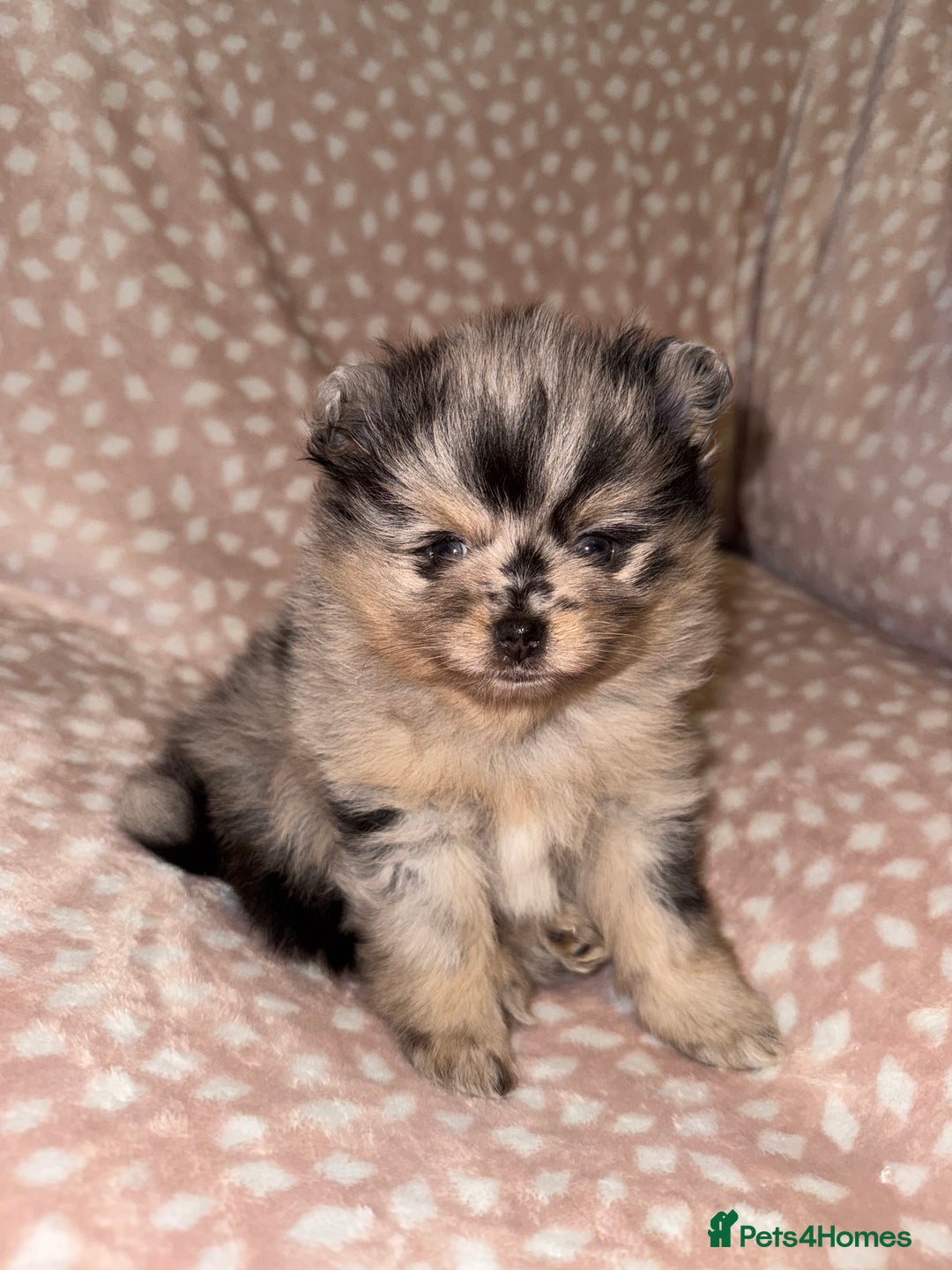 Pomeranian dogs for sale: Adorable Pomeranian Puppies 💙🩷💙 - Advert 9