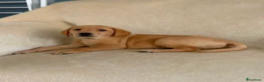 Labrador Retriever 4