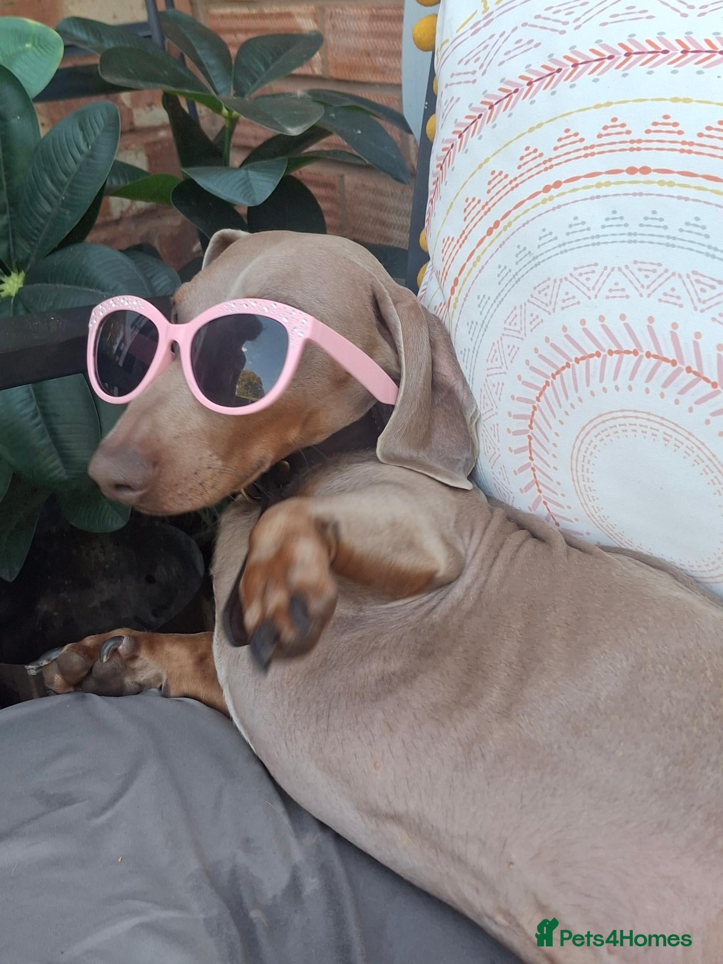 Dachshund dogs Gino our beloved Dachshund - Advert 2