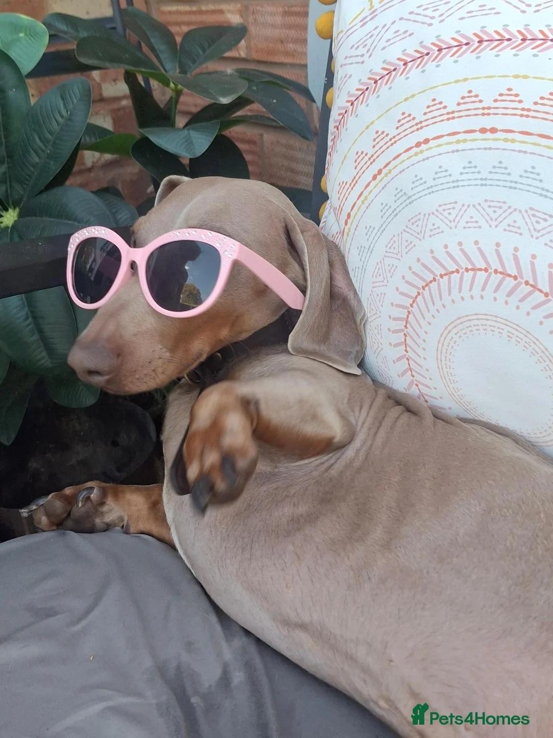 Dachshund dogs for sale: Gino our beloved Dachshund - Advert 1