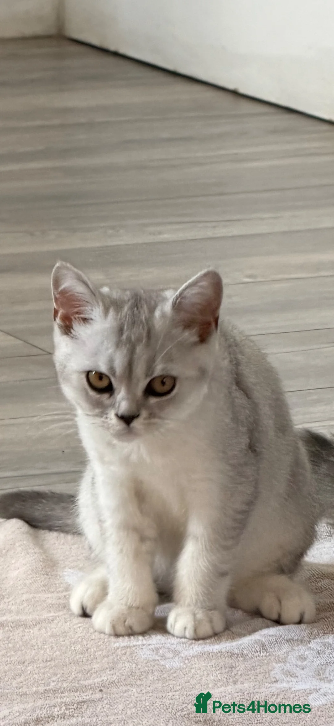 Mixed Breed cats for sale: Female cat in Norwich - Advert 3