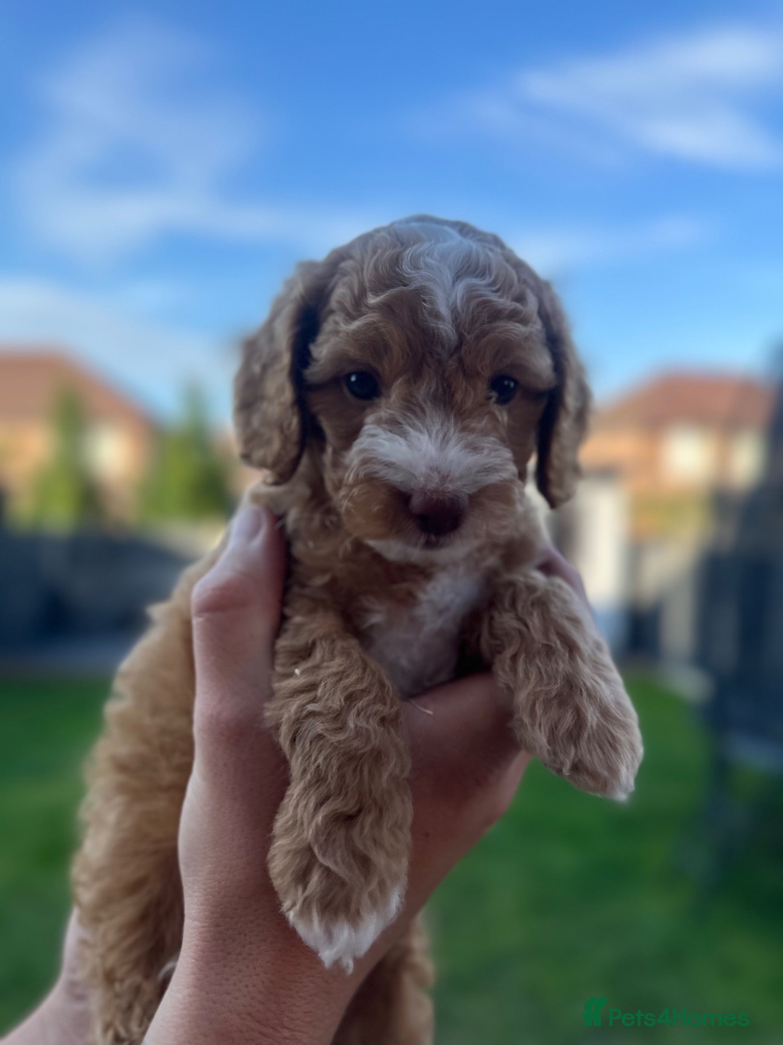 Cockapoo dogs Beautiful F2B Toy Cockapoo Puppies Ready 1st July  - Advert 2