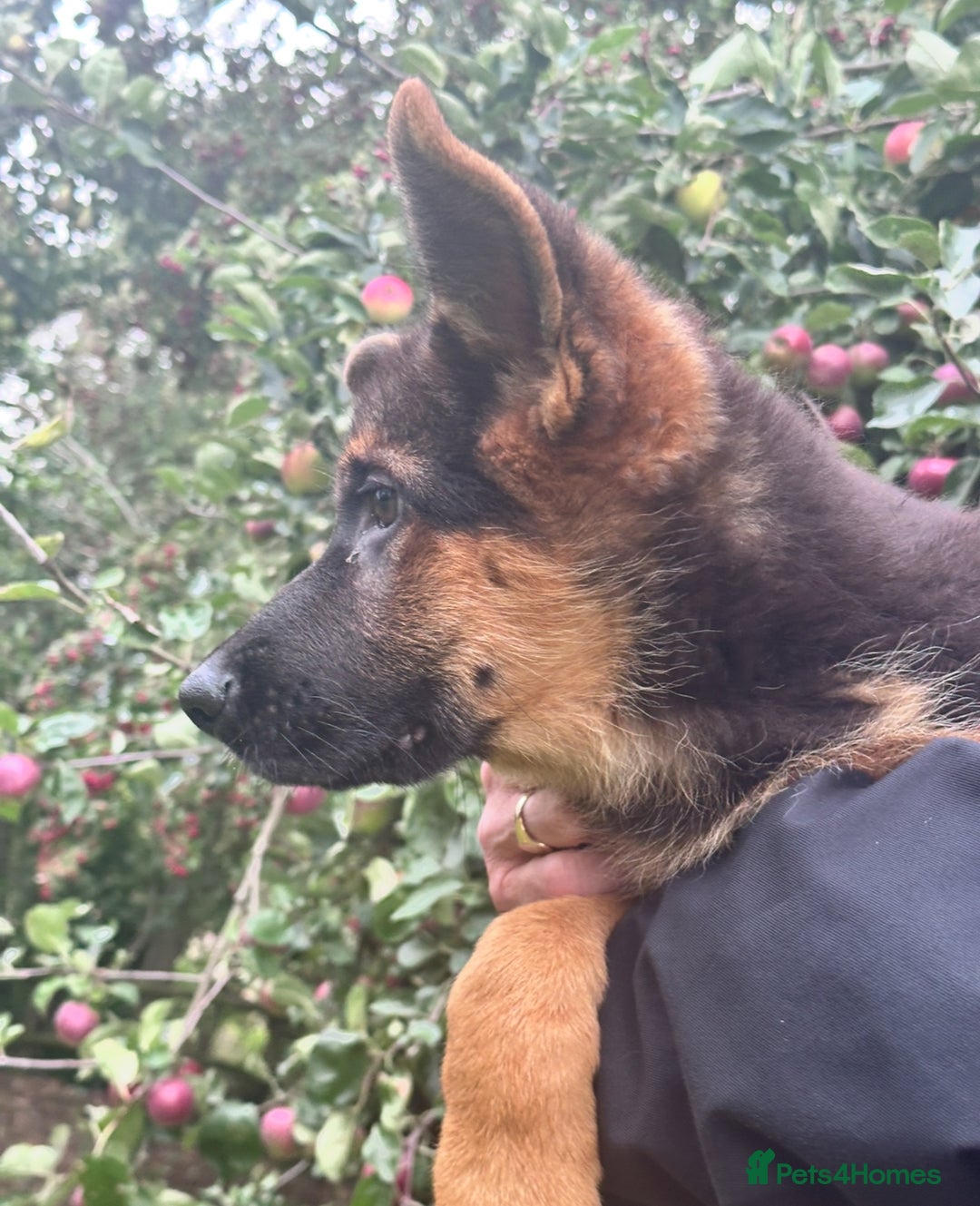 German Shepherd dogs for sale: World class German Shepherd for sale  - Image 2