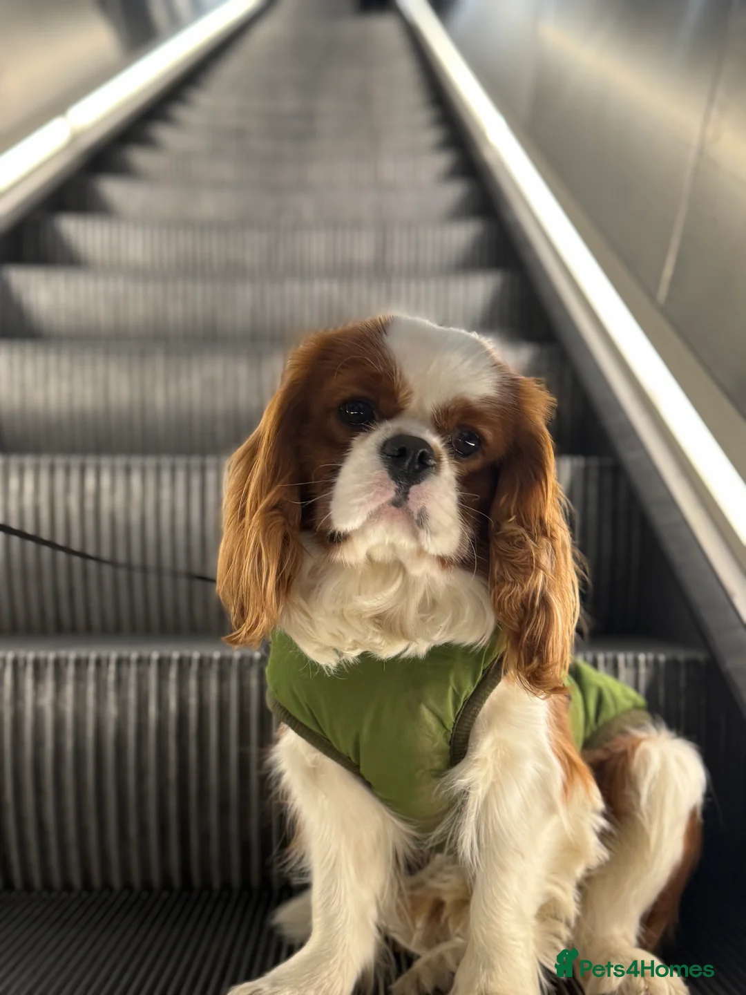 Cavalier King Charles Spaniel dogs for stud: Teddy, cavalier King Charles spaniel  in West Drayton - Advert 2