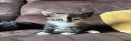 Domestic Shorthair cats for sale: Adorable kittens - Advert 7