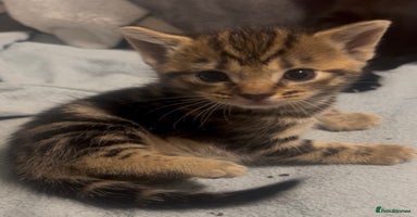 Mixed Breed cats - Advert 4