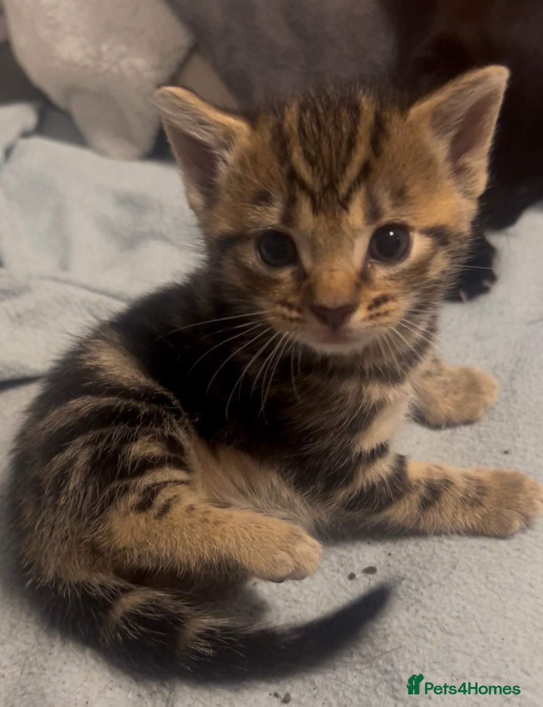 Mixed Breed cats for sale: 🥰 Beautiful kittens 🥰 - Image 3
