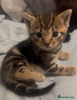 Mixed Breed cats - Advert 4