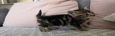 Mixed Breed 2
