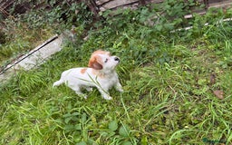 Jack Russell dogs for sale: Jack Russell  - Image 4
